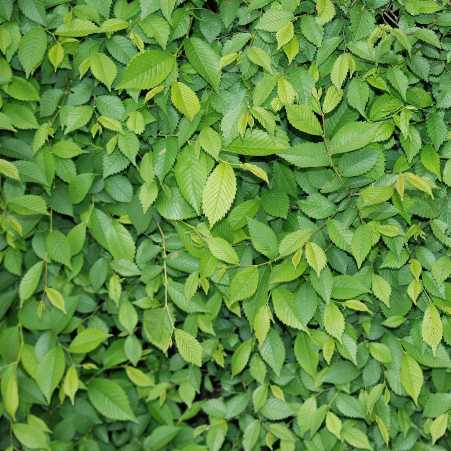A054 Winding Leafy Greenery - Palmetto Sky Studio